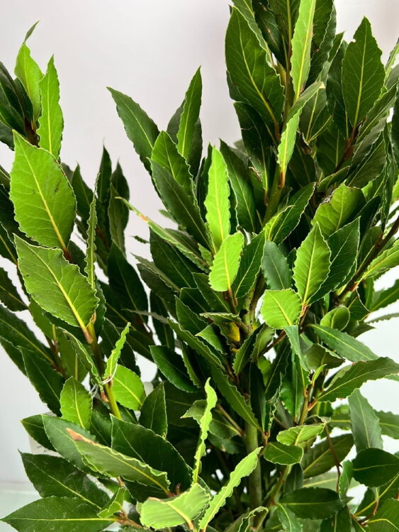 Лавр нобилис куст ⌀21 90 см 