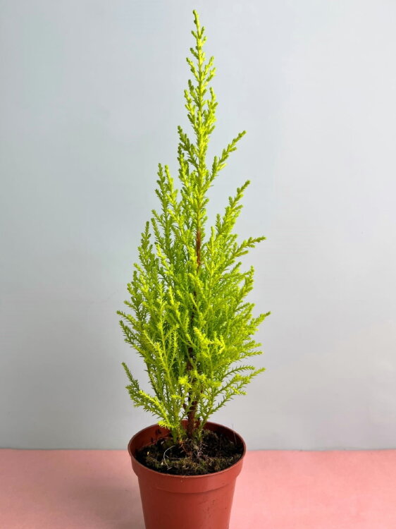 Кипарисовик Голдкрест Вилма ⌀9 