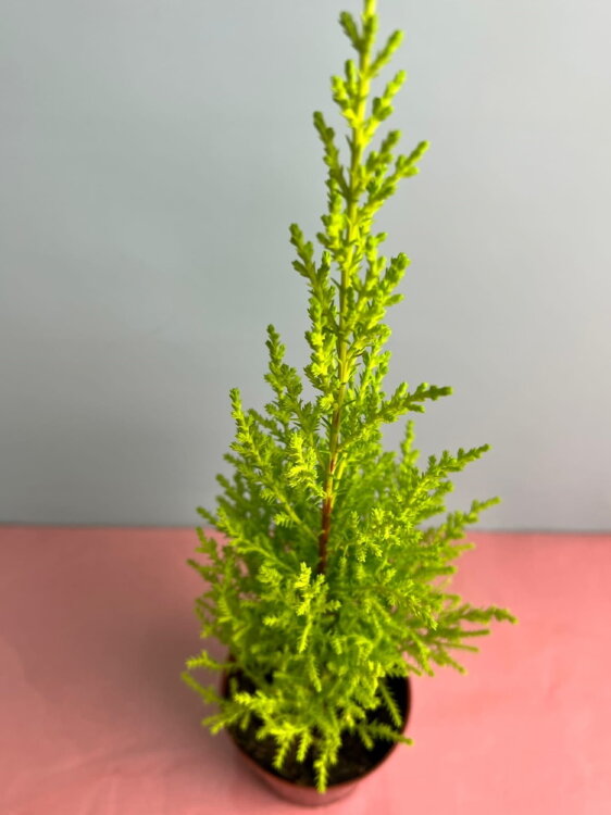 Кипарисовик Голдкрест Вилма ⌀9 