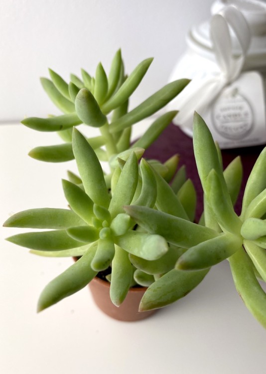 Седум Морганианум Магнум Трио ⌀5 