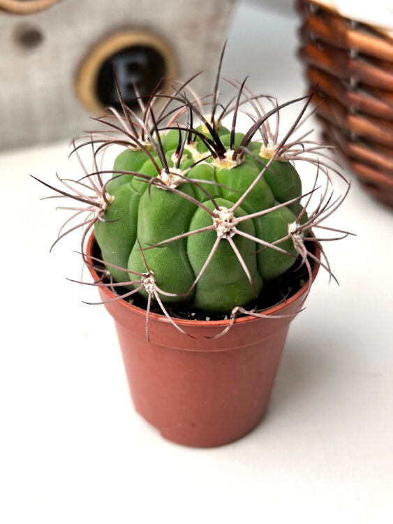 Гимнокалициум Маркези ⌀5 