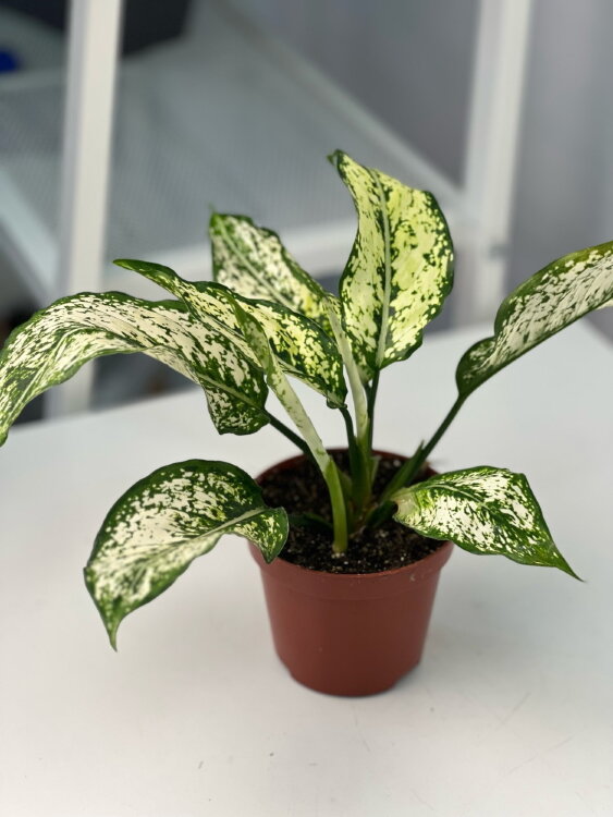 Аглаонема Фёрст Даймонд ⌀9 25 см 