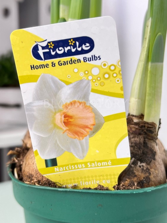 Нарцисс Саломе ⌀12 