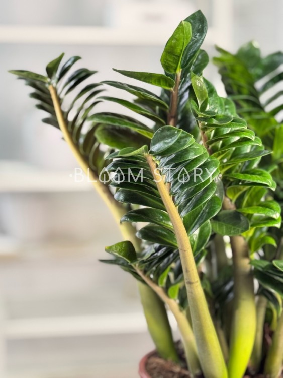 Замиокулькас Зензи ⌀21 70 см 