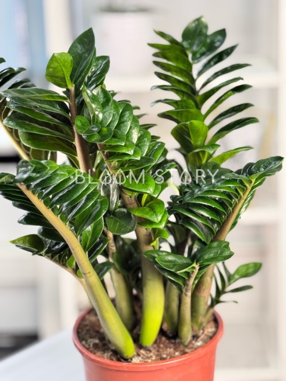 Замиокулькас Зензи ⌀21 70 см 