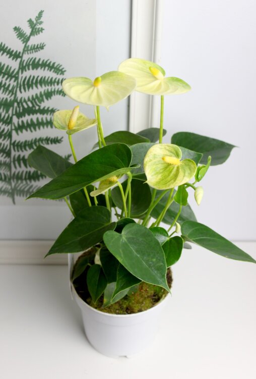 Антуриум Ванилла ⌀12 35 см 