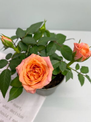 Роза оранжевая мини ⌀6