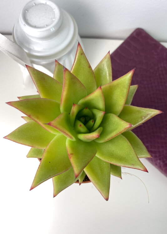 Эхеверия Агавоидес Эбони ⌀8 