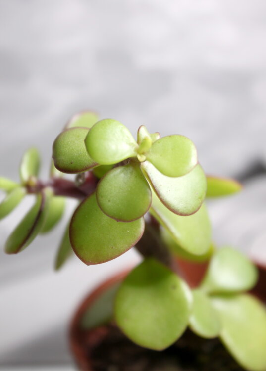 Портулакария Афра ⌀5 