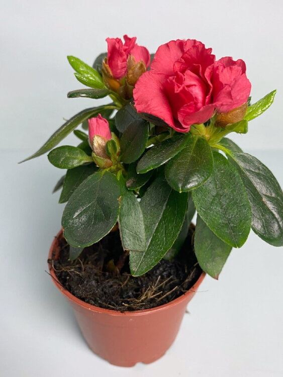 Азалия красная ⌀6 