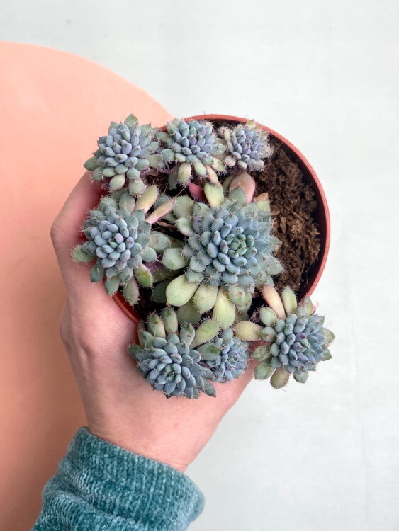 Эхеверия Сетоза Деминута 