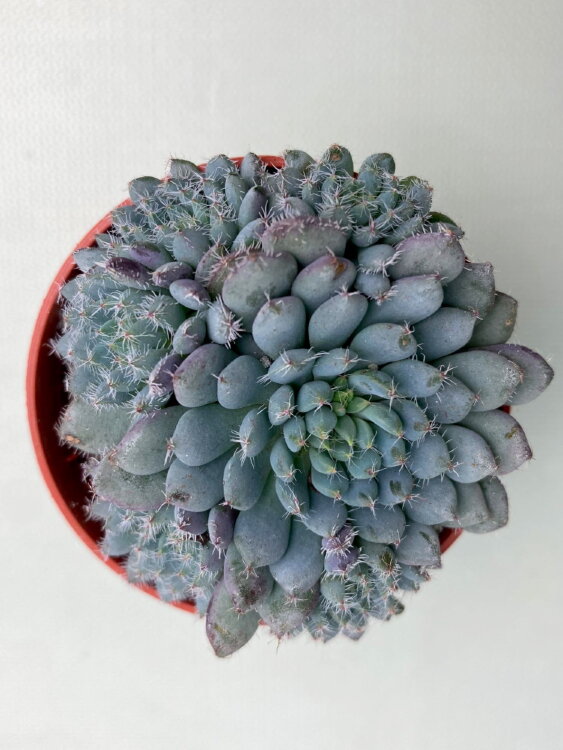 Эхеверия Сетоза Деминута 