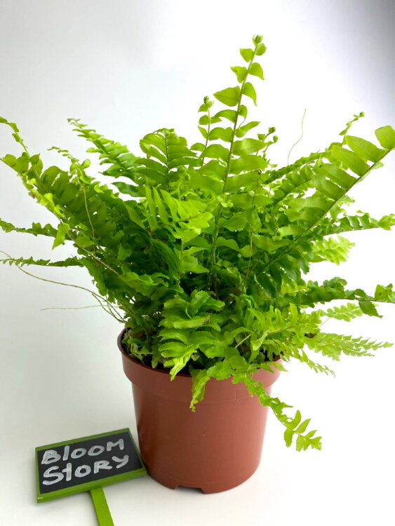 Нефролепис Грин Моментс ⌀12 25 см 