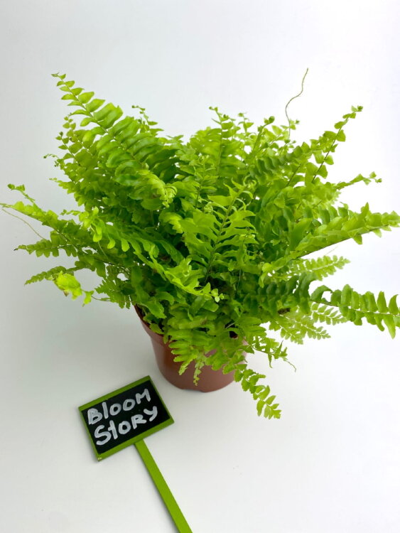 Нефролепис Грин Моментс ⌀12 25 см 