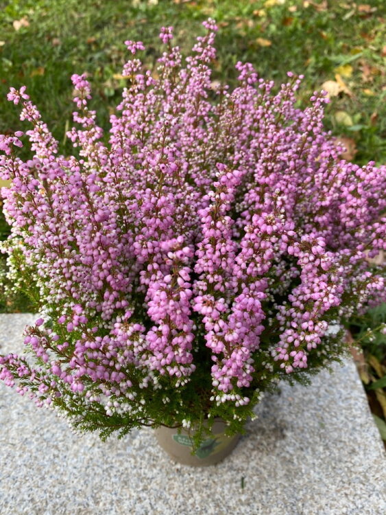 Эрика Грацилис розовая ⌀11  Эрика Грацилис розовая ⌀11