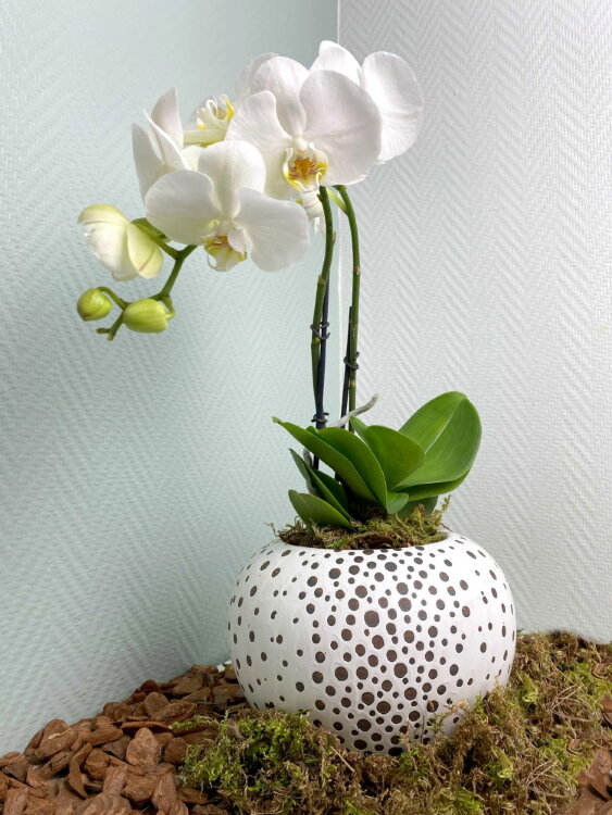 Орхидея Фаленопсис в круглой керамике 