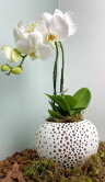 Орхидея Фаленопсис в круглой керамике 