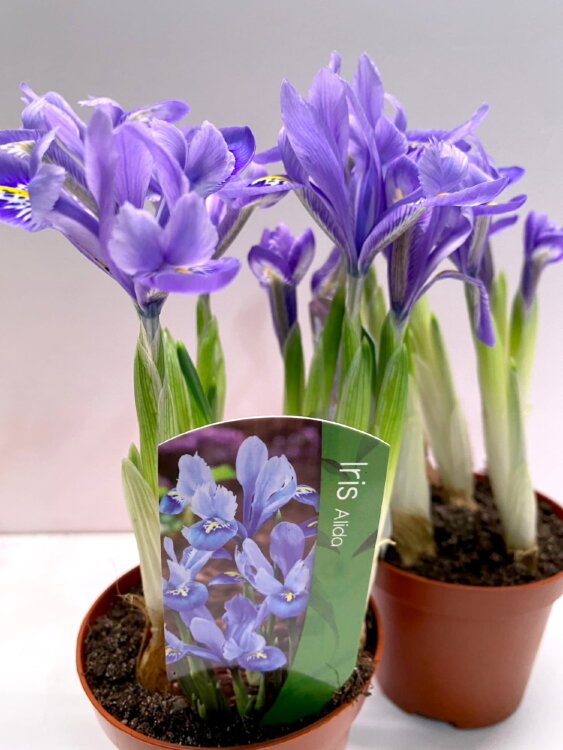 Ирис голубой Хармони ⌀9  Ирис голубой Хармони ⌀9