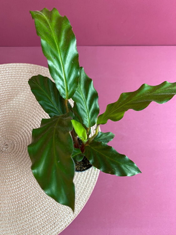 Калатея Руфибарба ⌀6 