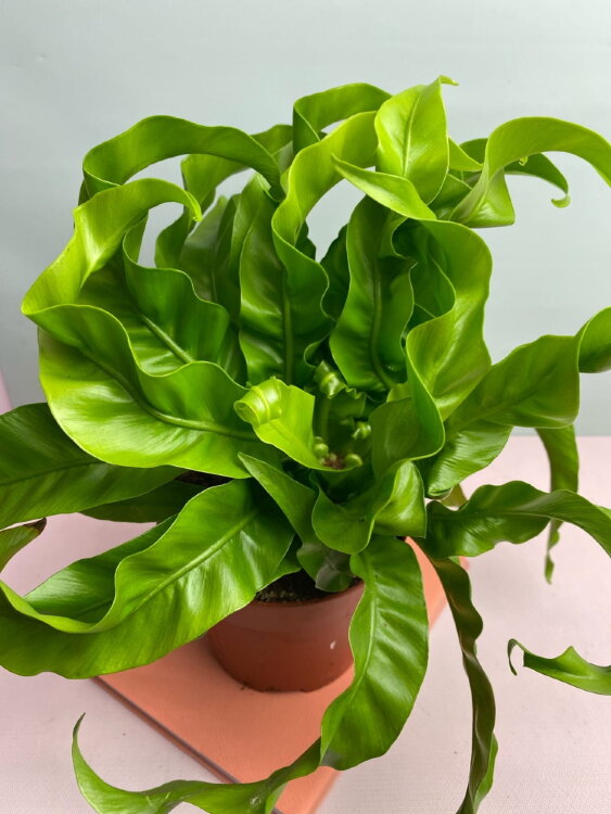 Асплениум Антикум Хуррикан ⌀12 25 см 