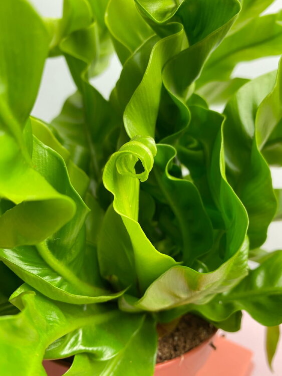 Асплениум Антикум Хуррикан ⌀12 25 см 