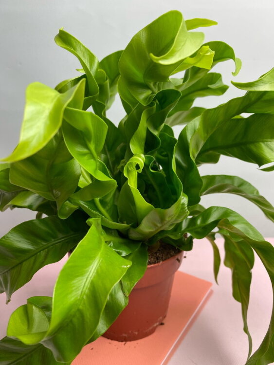 Асплениум Антикум Хуррикан ⌀12 25 см 