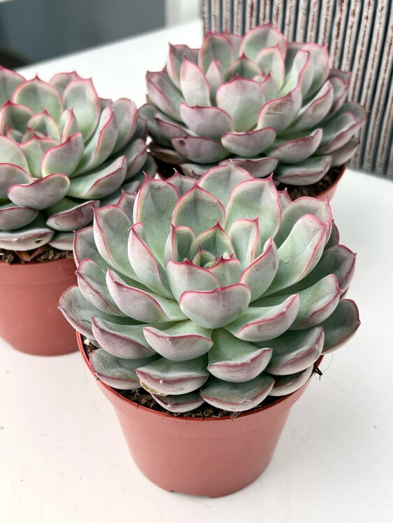 Эхеверия Мистери ⌀8 