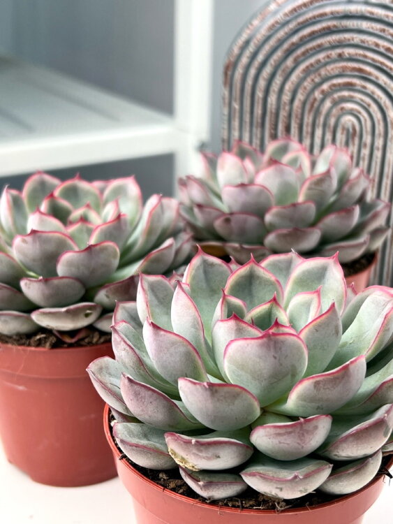 Эхеверия Мистери ⌀8 