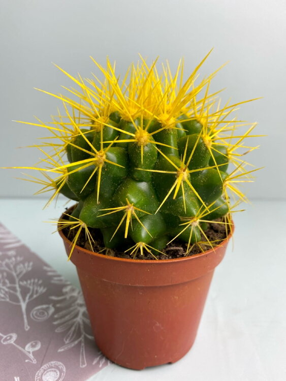 Кактус Грузони цветной жёлтый ⌀8 