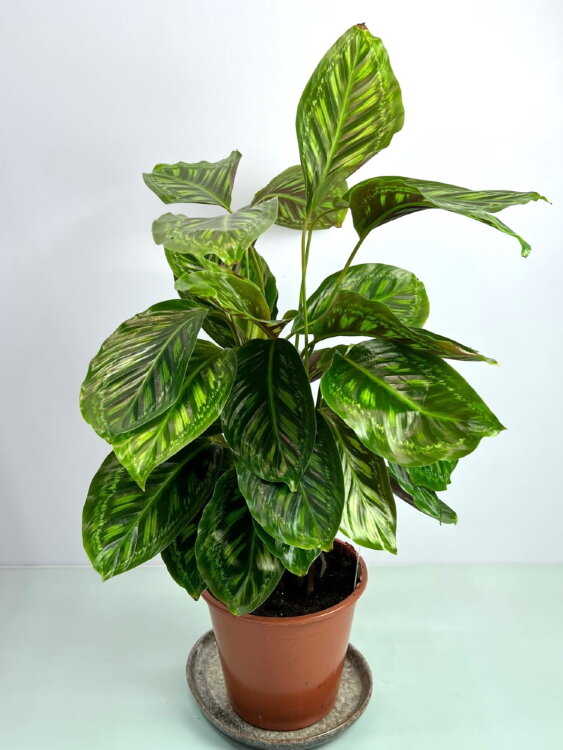 Калатея Флеймстар ⌀19 80 см 