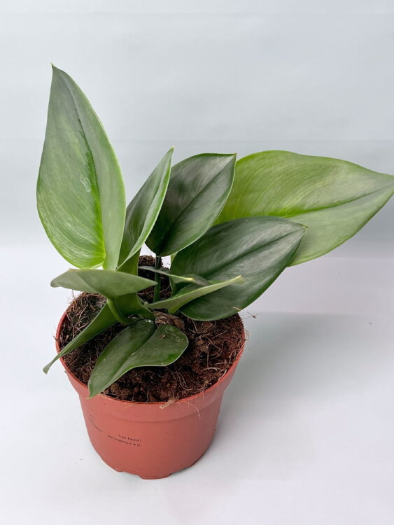 Сциндапсус Мунлайт ⌀12 20 см 