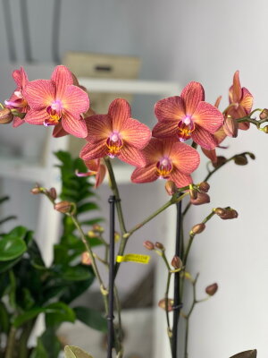 Орхидея Фаленопсис Бронзер 2 ст