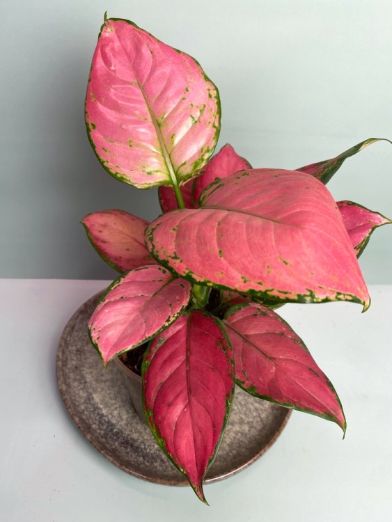 Аглаонема Сан Стар ⌀17 50 см 