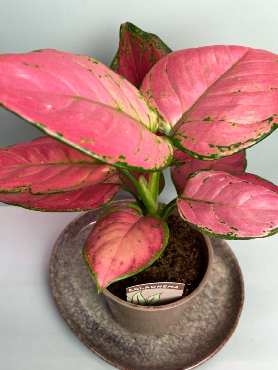 Аглаонема Сан Стар ⌀17 50 см 