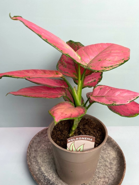 Аглаонема Сан Стар ⌀17 50 см 