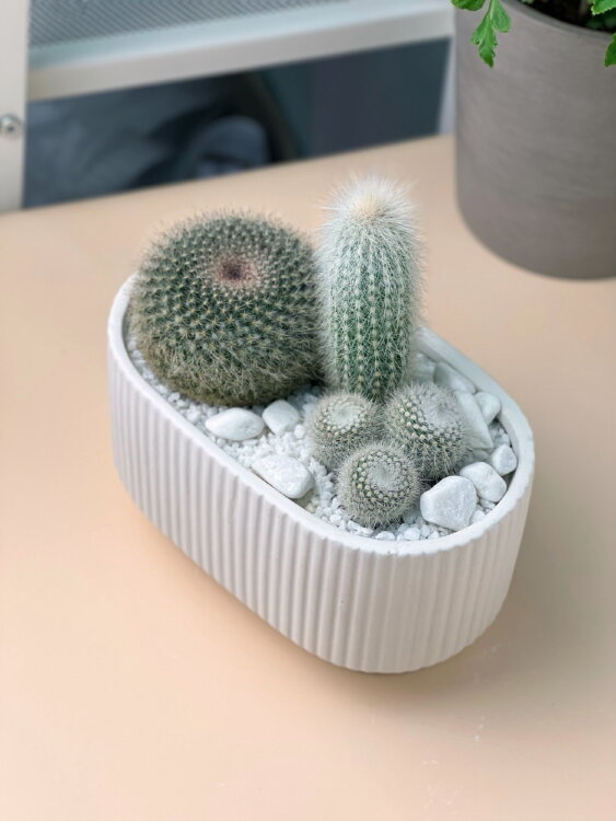 Композиция из кактусов Пух 