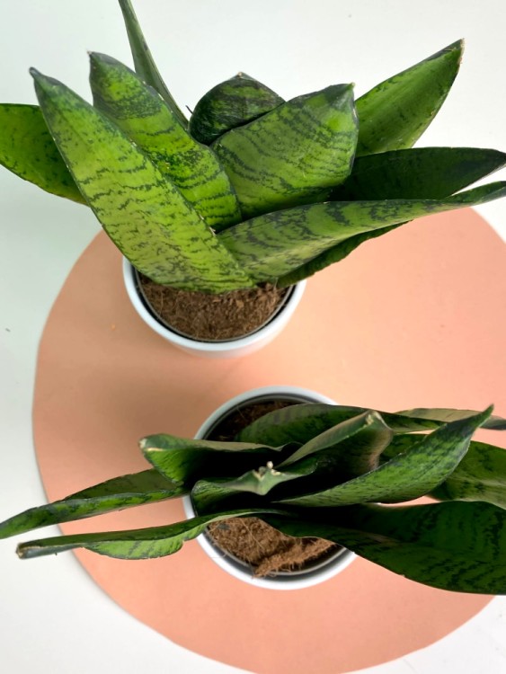 Сансевиерия Зейланика Фан ⌀5 15 см 