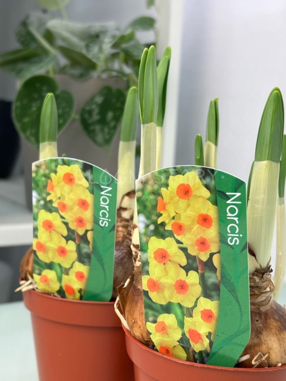 Нарцисс Брайт Дэй ⌀9 