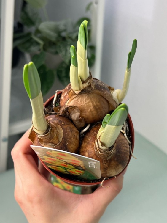 Нарцисс Брайт Дэй ⌀9 