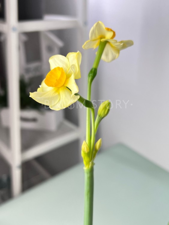 Нарцисс Брайт Дэй ⌀9 