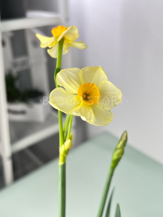 Нарцисс Брайт Дэй ⌀9 