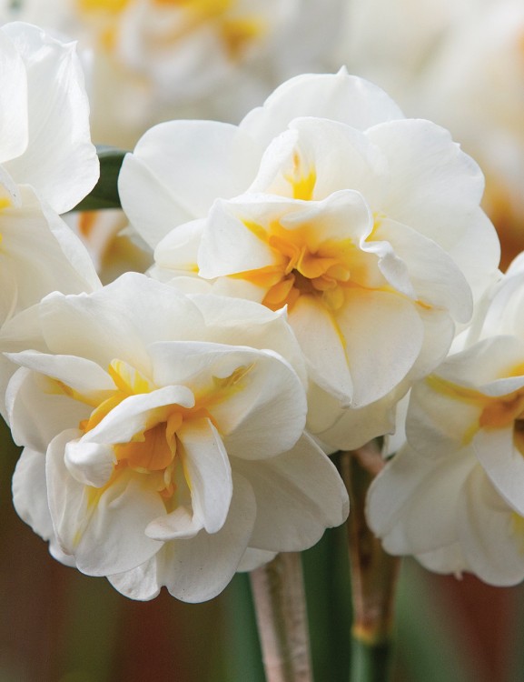 Нарцисс Брайдал Краун ⌀9 