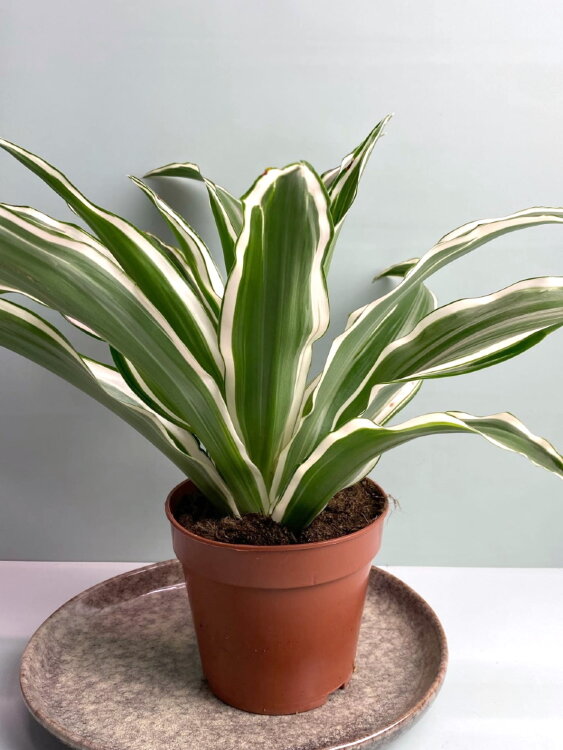 Драцена Фрагранс Вайт Джевел ⌀12 30 см 