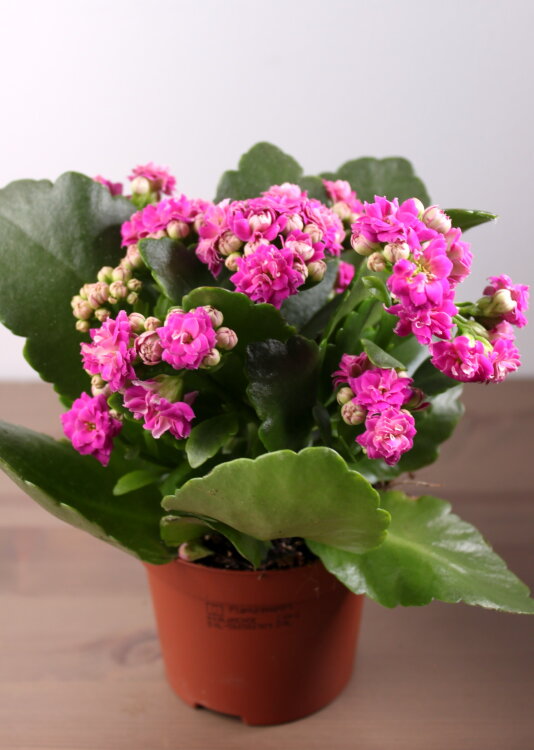 Каланхоэ Каландива розовое ⌀12 