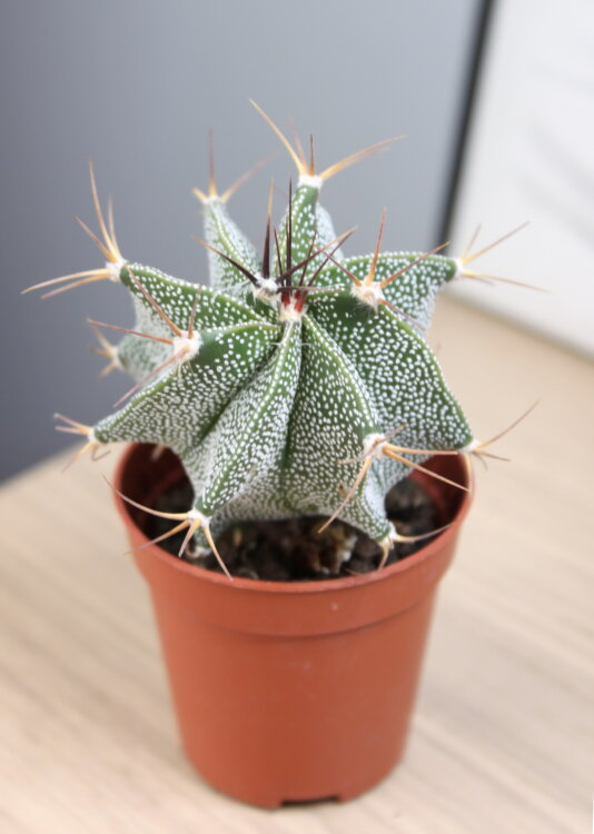 Астрофитум Орнатум ⌀8 