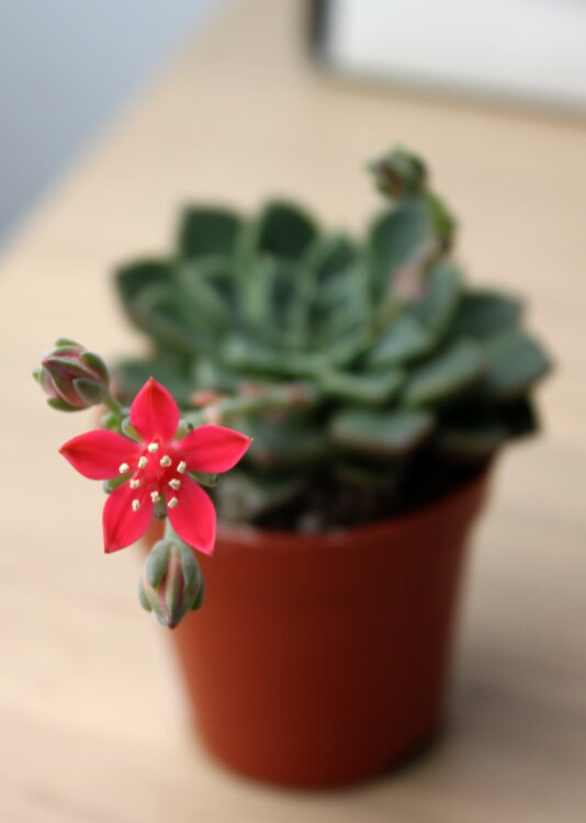 Граптопеталум Беллум ⌀5 