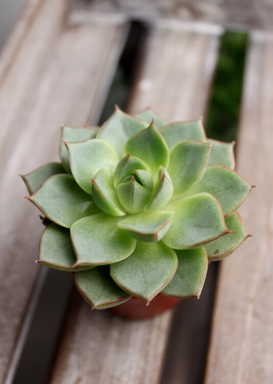 Эхеверия Фабиола ⌀5 