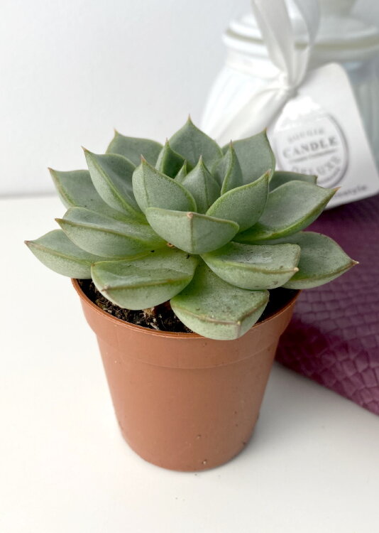 Эхеверия Фабиола ⌀5 