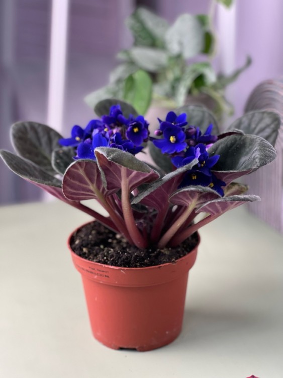 Фиалка синяя ⌀12 