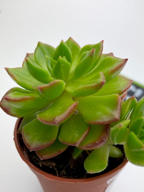 Эхеверия Аффинис Ред ⌀5 